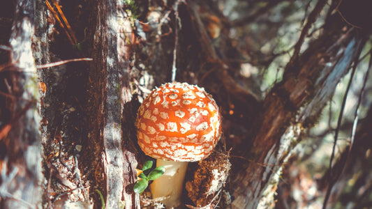 Amanita Muscaria Made Easy: Your Simple Preparation Guide