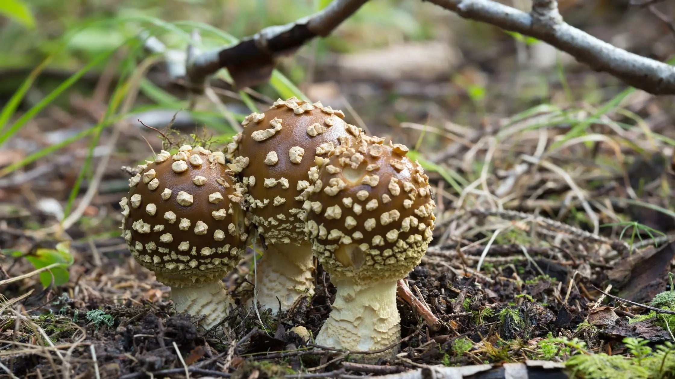 Unraveling The Mysteries Amanita Regalis Vs Amanita Muscaria