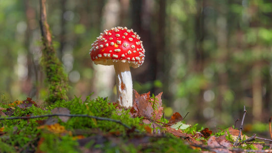Amanita muscaria forest mushroom