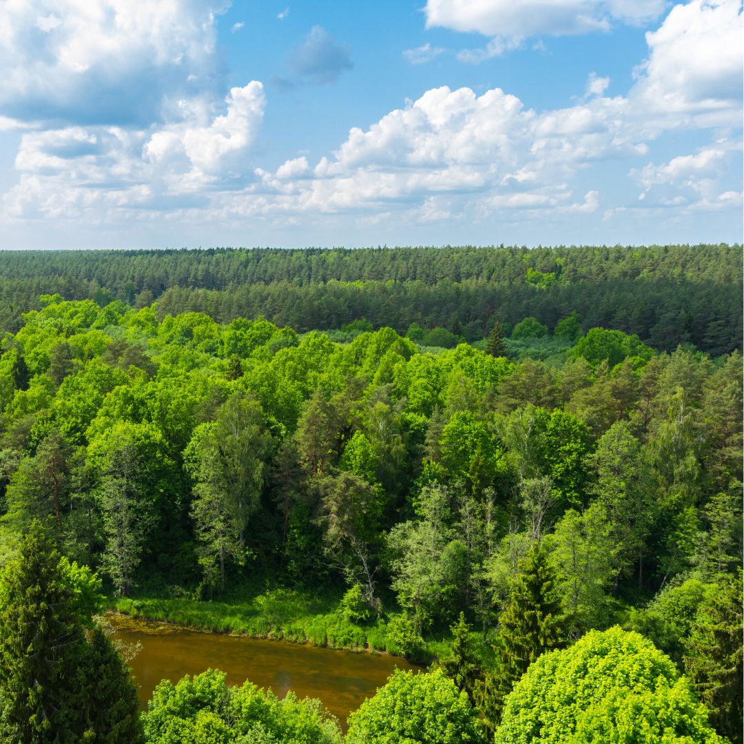 Lithuanian forests