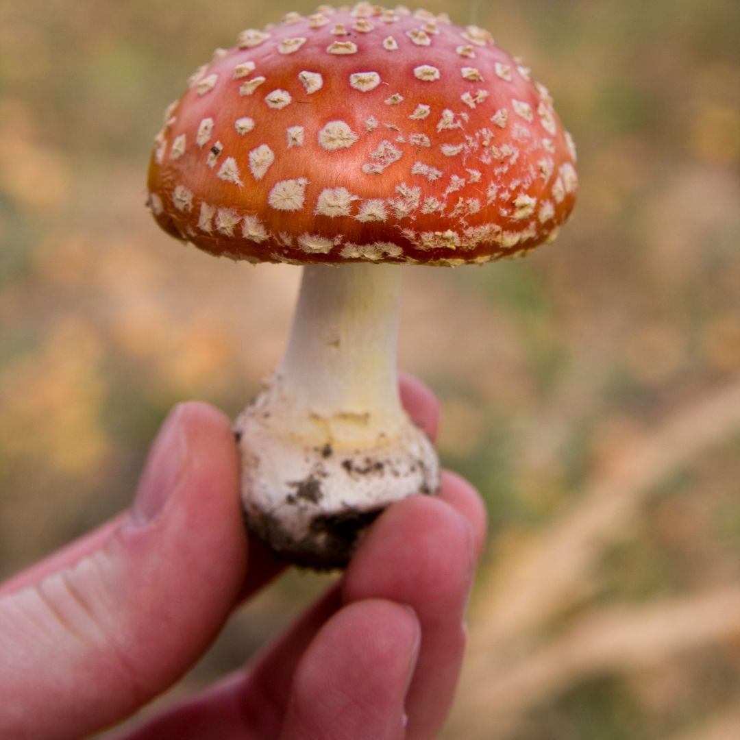 Hand picked amanita muscaria