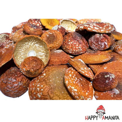 Dried Amanita Muscaria Caps 250g (8.8oz) - HappyAmanita