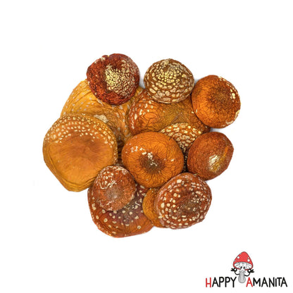 Dried Amanita Muscaria Caps 100g (3.5oz) - HappyAmanita